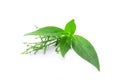 Tip of andrographis paniculata leaf. Royalty Free Stock Photo