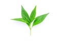 Tip of andrographis paniculata leaf on white background. Royalty Free Stock Photo