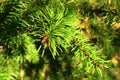 Tip of balsam fir coniferous tree, also called north american fir, latin name abies balsamea, in bright afternoon sunshine.