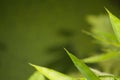 Tip of bamboo leaves with rain drops Royalty Free Stock Photo