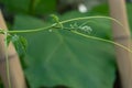 Tip of bitter gourd Momordica charantia Royalty Free Stock Photo