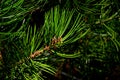Tip of branch of coniferous tree Bunge`s Pine Pinus Bungeana also called lacebark pine or white-barked pine during autumn season