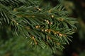 Tip of branch of coniferous tree Grand fir, latin name Abies Grandis