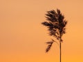The tip of the bulrush close-up at sunset. Nature background series Royalty Free Stock Photo