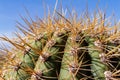 Tip of a cactus. Numerous thorns in the foreground