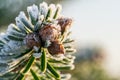 Tip of a Caucasian fir Nordmann fir branch with small young fir cones, covered with ice crystals of hoarfrost at morning