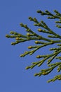 Tip of coniferous branch of Incense cedar Calocedrus decurrens with small yellow cones visible, clear blue skies background Royalty Free Stock Photo