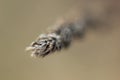 The tip of the ear of wheat macro