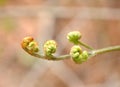 Fern Uncurling Royalty Free Stock Photo