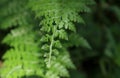 The tip of a hairy fern leaf with divided branches Royalty Free Stock Photo