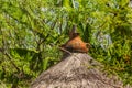 Tip of a house's roof a traditional Konso village, Ethiop