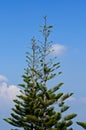 Tip of Pine Tree branches