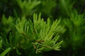 The tip of the podocarpus costalis leaf