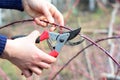 Tip prunning of blackberry by cutting of the tips of the blackberry canes with pruning shears in early spring Royalty Free Stock Photo