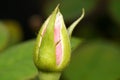 The tip of a rosebud, scientifically known as Rosa, shows a vibrant green with hints of emerging pink petals.