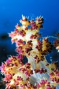 Tip of Soft coral Royalty Free Stock Photo