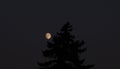 Tip of Spruce Tree and Moon Waxing Gibbous Royalty Free Stock Photo