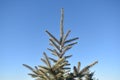 Tip top of a blue spruce pine tree against a blue sky background Royalty Free Stock Photo