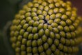 Yellow Bird Pincushion Flower Head Bud Close-up (Leucospermum cordifolium) Royalty Free Stock Photo