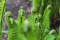 the tip of young Fern leaf Close Up. Fiddlehead, frond unfurling. Matteuccia Struthiopteris. Royalty Free Stock Photo