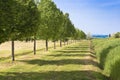 Tipical country road in Tuscany countryside with trees - Italy Royalty Free Stock Photo