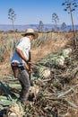 Tipical Jimador man working