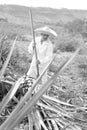 Jimador man working the field of agave. Black and white