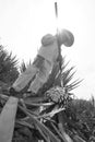 Jimador man working the field of agave. Black and white