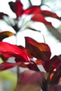 Tiplant`s bright red leavesCordyline fruticosa