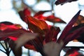 Tiplant`s bright red leavesCordyline fruticosa