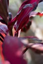 Tiplant`s bright red leavesCordyline fruticosa