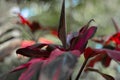 Tiplant`s bright red leavesCordyline fruticosa