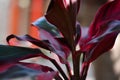 Tiplant`s bright red leavesCordyline fruticosa