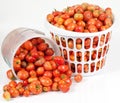 Tipped Basket of Field Tomatoes