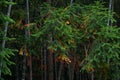 bamboo forest at early autumn