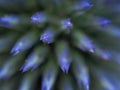 The tips of a blue globe thistle flower Royalty Free Stock Photo