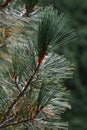 Tips of branches of coniferous tree Schwerin`s Pine Pinus Schwerinii