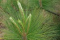 TIPS OF NEW GROWTH ON PINE NEEDLE CLUSTER