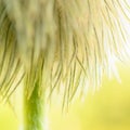 Tips of Western Anemone seed head Royalty Free Stock Photo