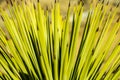 Tips of Yucca Plant Fan Out In an Arch Royalty Free Stock Photo