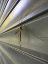 Tipula - crane fly or daddy long-legs