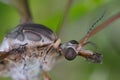 Tipula Crane fly tipulidae diptera nematocera insect. Larvae of this insects are significant pest of many crops in soil