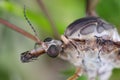 Tipula Crane fly tipulidae diptera nematocera insect. Larvae of this insects are significant pest of many crops in soil Royalty Free Stock Photo