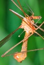 Tipula oleracea