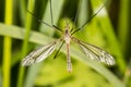 Tipula oleracea, big insect from the dipteran family, similar to