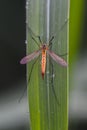 Tipula oleracea sitting on a grass with raindrops in a garden Royalty Free Stock Photo