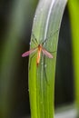 Tipula oleracea sitting on a grass with raindrops in a garden Royalty Free Stock Photo