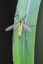 Tipula oleracea sitting on a grass with raindrops in a garden