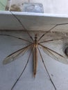 Tipula paludosa or european crane fly Royalty Free Stock Photo