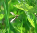 Tipula paludosa. Royalty Free Stock Photo